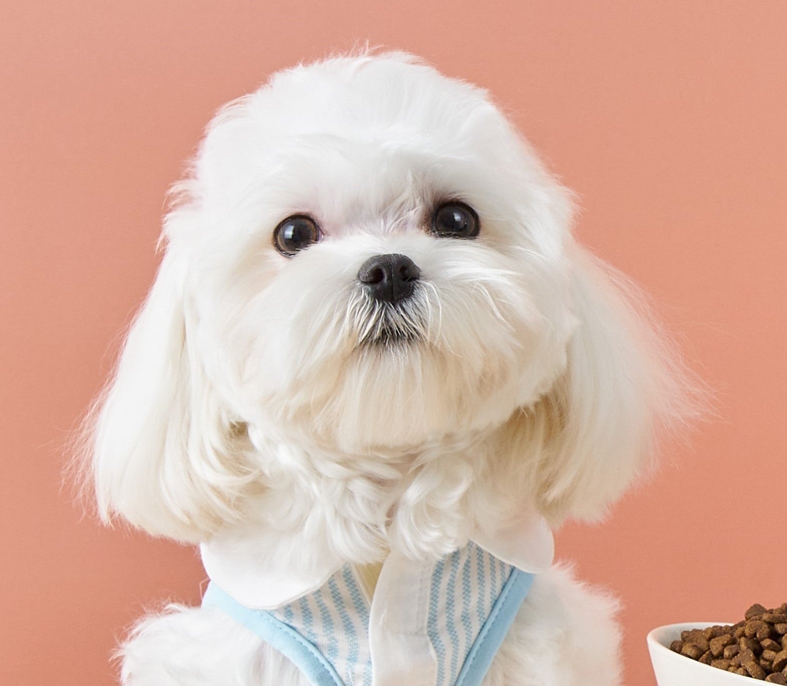 Six Expressions of Dog's Love