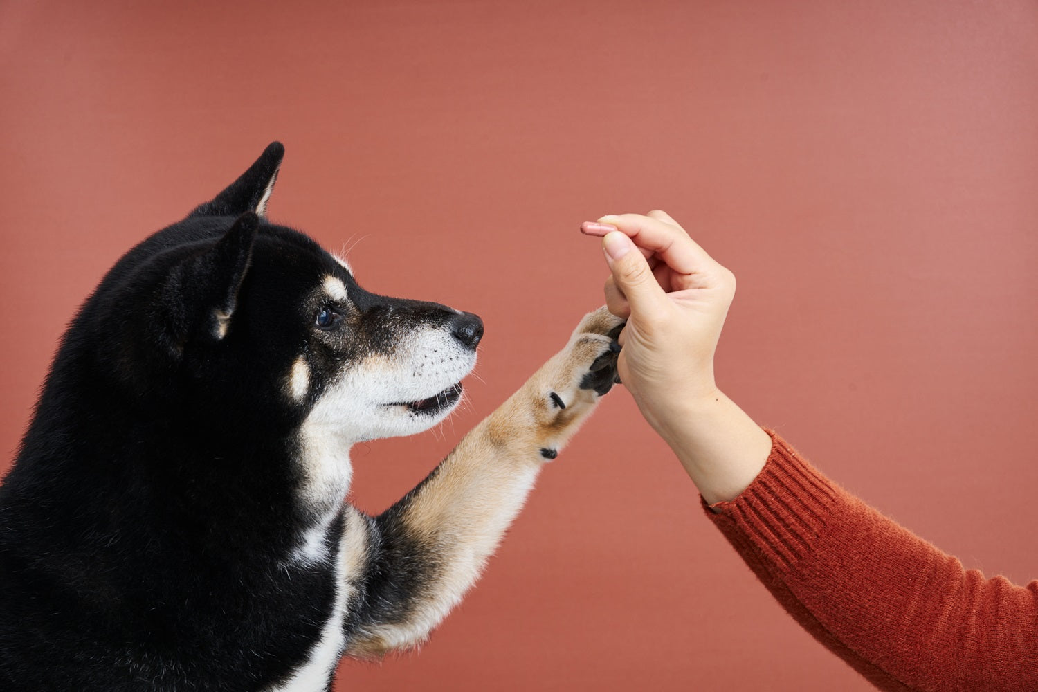 Identifying Common Canine Heart Conditions and the Breeds at Risk