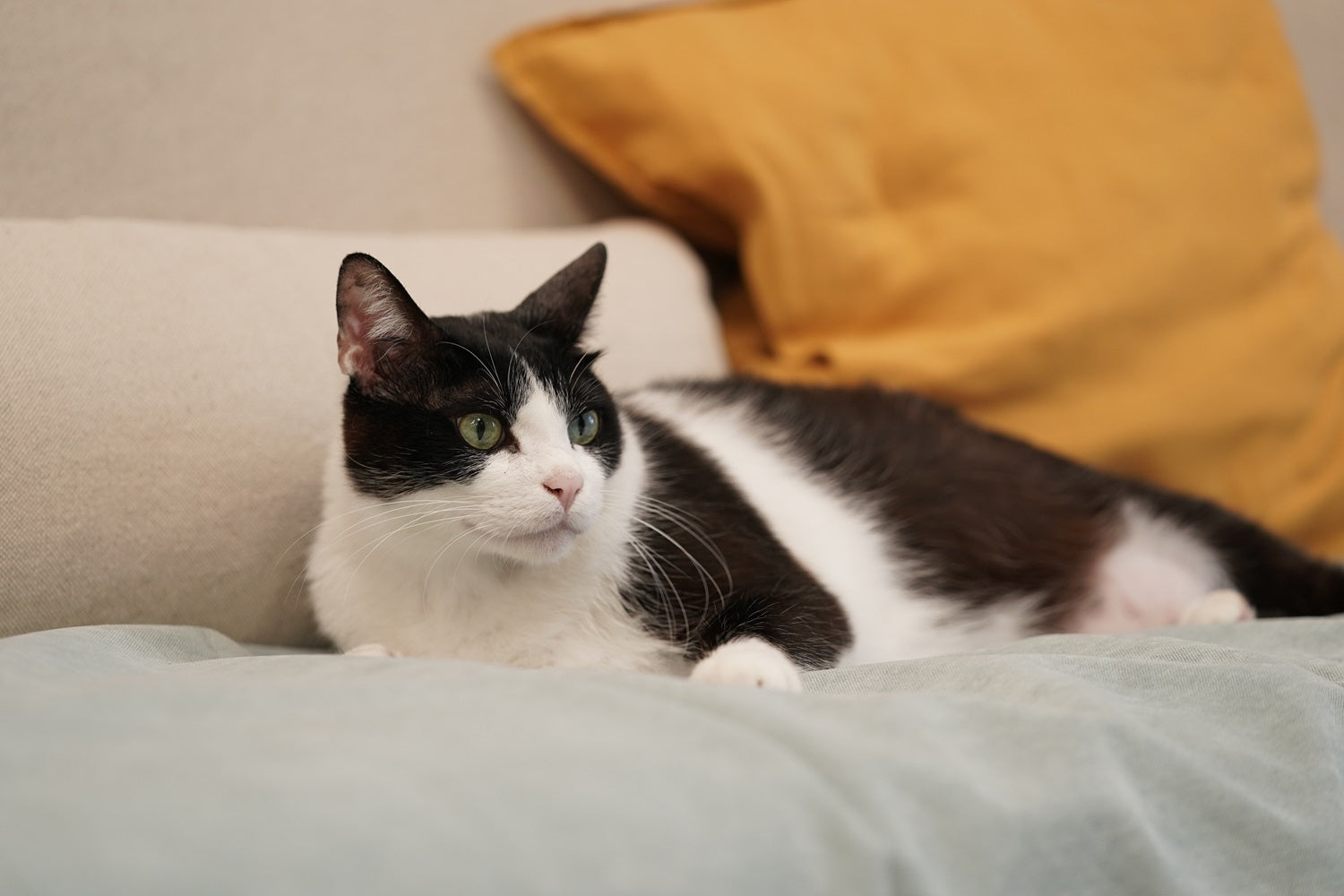 Common Allergies in Dogs and Cats