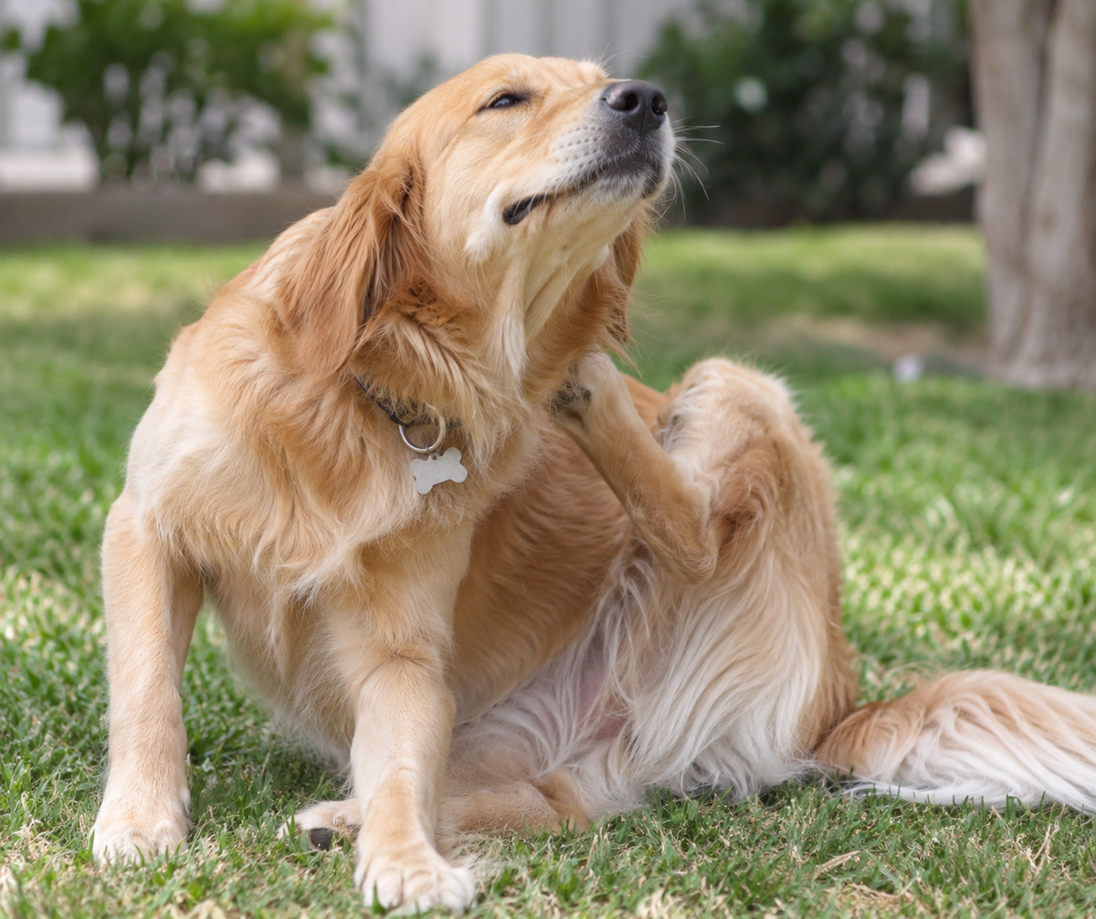 Common Allergies in Dogs and Cats: Causes, Symptoms & Treatment