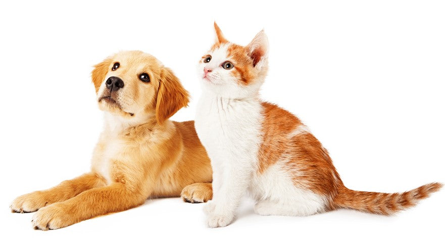 Dog and Cat Diets: What's the Difference?
