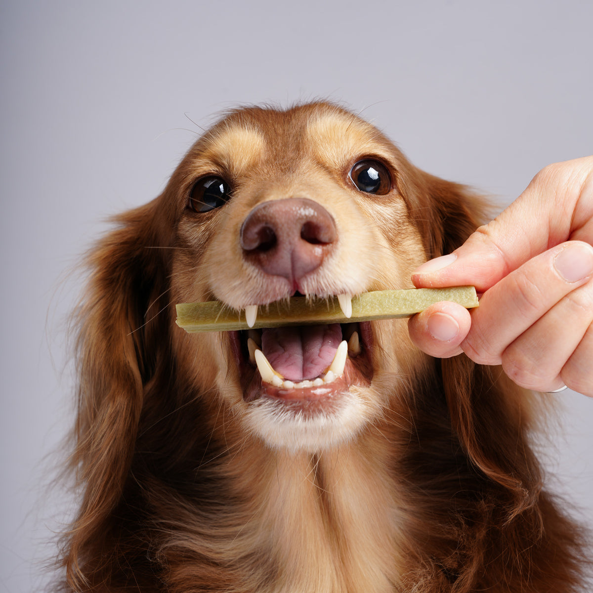 Probiotic Dental Chews